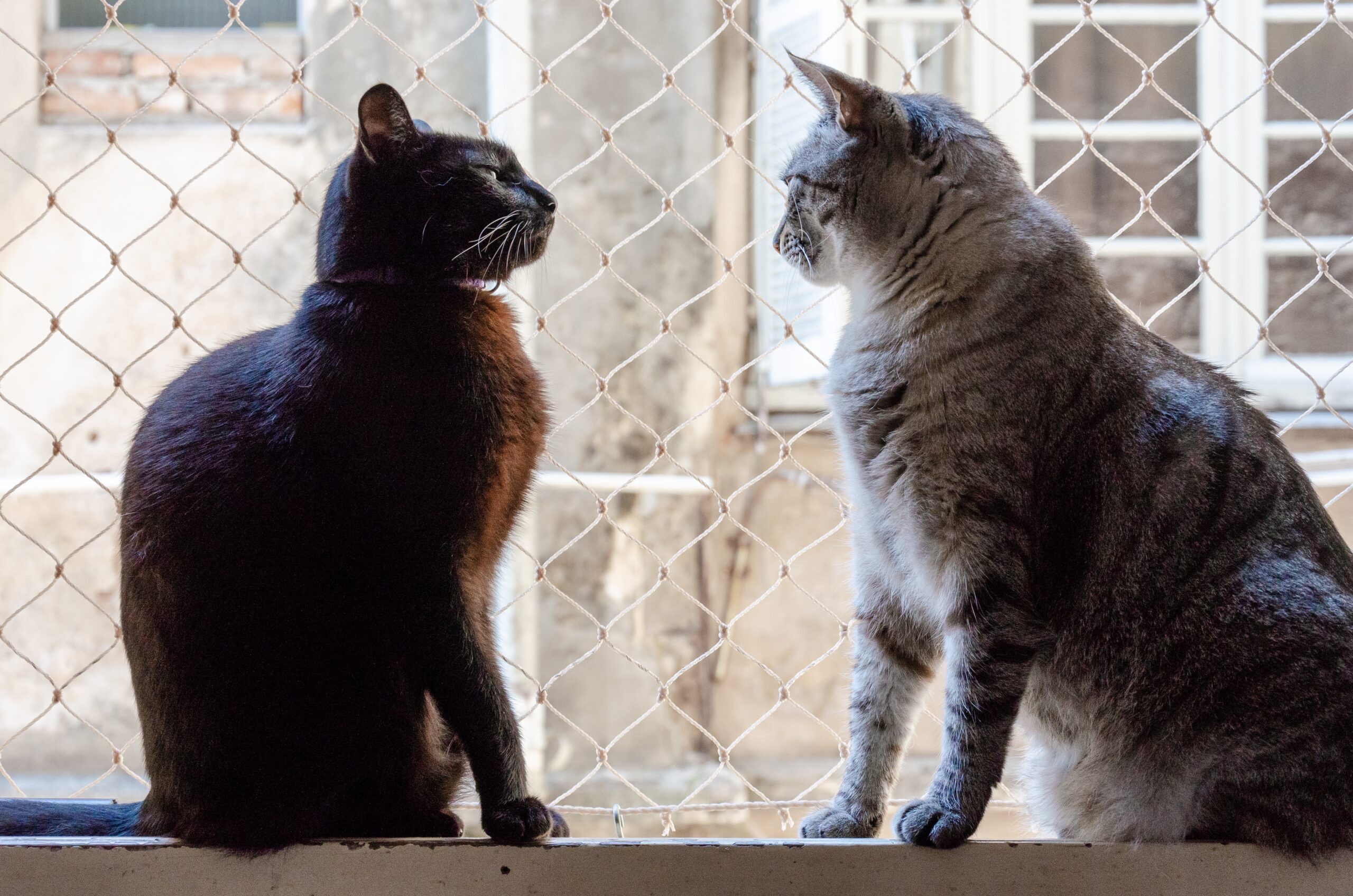 Tela de proteção para gatos quintal, Tela de proteção para gatos preço